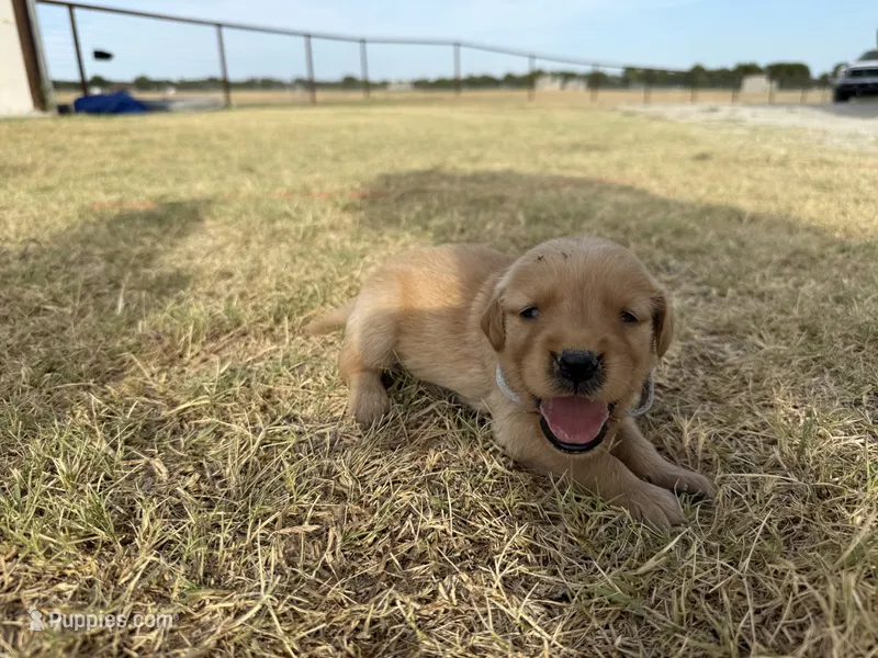 AKC SILVER COLLAR BOY – Golden Retriever puppy for sale in Cleburne, TX