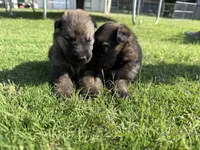 AKC GREEN COLLAR BOY, a male German Shepherd Dog for sale in Cleburne, TX – 4 of 4