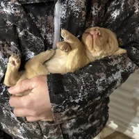 AKC YELLOW MALE, a male Labrador Retriever for sale in Cleburne, TX – Photo 1 of 2