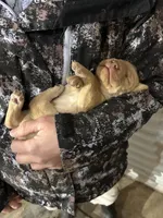 AKC YELLOW MALE, a male Labrador Retriever for sale in Cleburne, TX – Photo 1 of 2