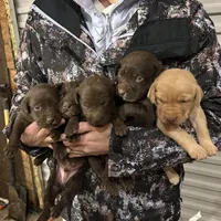 AKC YELLOW MALE, a male Labrador Retriever for sale in Cleburne, TX – Photo 2 of 2