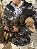 AKC YELLOW MALE, a male Labrador Retriever for sale in Cleburne, TX – Photo 2 of 2