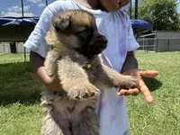 AKC Yellow Collar Sable Male , a male German Shepherd Dog for sale in Cleburne, TX – 2 of 4