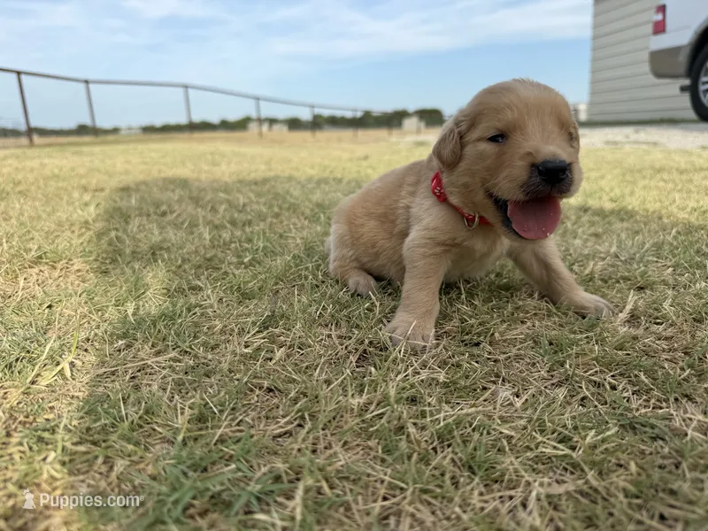 AKC RED COLLAR BOY – Golden Retriever puppy for sale in Cleburne, TX