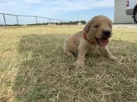 AKC RED COLLAR BOY, a male Golden Retriever for sale in Cleburne, TX – 1 of 5