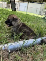 AKC Pink Collar Black Sable , a female German Shepherd Dog for sale in Cleburne, TX – 3 of 3
