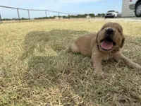 AKC BROWN COLLAR BOY, a male Golden Retriever for sale in Cleburne, TX – 5 of 6