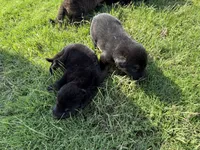 AKC PINK COLLAR GIRL , a female German Shepherd Dog for sale in Cleburne, TX – 6 of 6