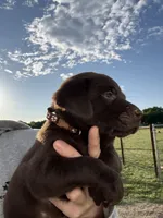 AKC BROWN COLLAR CHOCOLATE LAB, a male Labrador Retriever for sale in Cleburne, TX – Photo 2 of 6