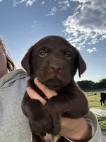 AKC BROWN COLLAR CHOCOLATE LAB, a male Labrador Retriever for sale in Cleburne, TX – Photo 1 of 6