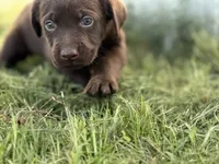 AKC BROWN COLLAR CHOCOLATE LAB, a male Labrador Retriever for sale in Cleburne, TX – Photo 3 of 6
