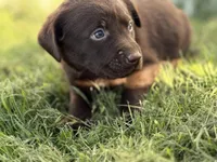 AKC BROWN COLLAR CHOCOLATE LAB, a male Labrador Retriever for sale in Cleburne, TX – Photo 5 of 6
