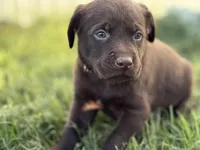 AKC BROWN COLLAR CHOCOLATE LAB, a male Labrador Retriever for sale in Cleburne, TX – Photo 4 of 6