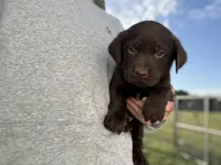 AKC BROWN COLLAR CHOCOLATE LAB, a male Labrador Retriever for sale in Cleburne, TX – Photo 6 of 6