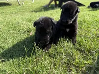 AKC PURPLE COLLAR FEMALE, a female German Shepherd Dog for sale in Cleburne, TX – 2 of 5