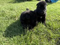AKC YELLOW COLLAR BOY, a male German Shepherd Dog for sale in Cleburne, TX – 4 of 4