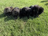 AKC PINK COLLAR GIRL , a female German Shepherd Dog for sale in Cleburne, TX – 5 of 6