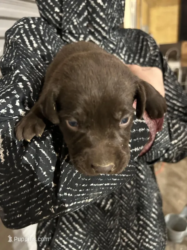 AKC CHOCOLATE MALE