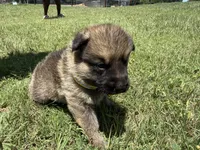 AKC Yellow Collar Sable Male , a male German Shepherd Dog for sale in Cleburne, TX – 4 of 4