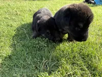 AKC PURPLE COLLAR FEMALE, a female German Shepherd Dog for sale in Cleburne, TX – 4 of 5