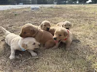 AKC BROWN COLLAR BOY, a male Golden Retriever for sale in Cleburne, TX – 2 of 6