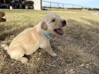 AKC LIGHT BLUE BOY, a male Golden Retriever for sale in Cleburne, TX – 3 of 5