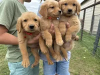 AKC ORANGE COLLAR MALE, a male Golden Retriever for sale in Cleburne, TX – Photo 2 of 4