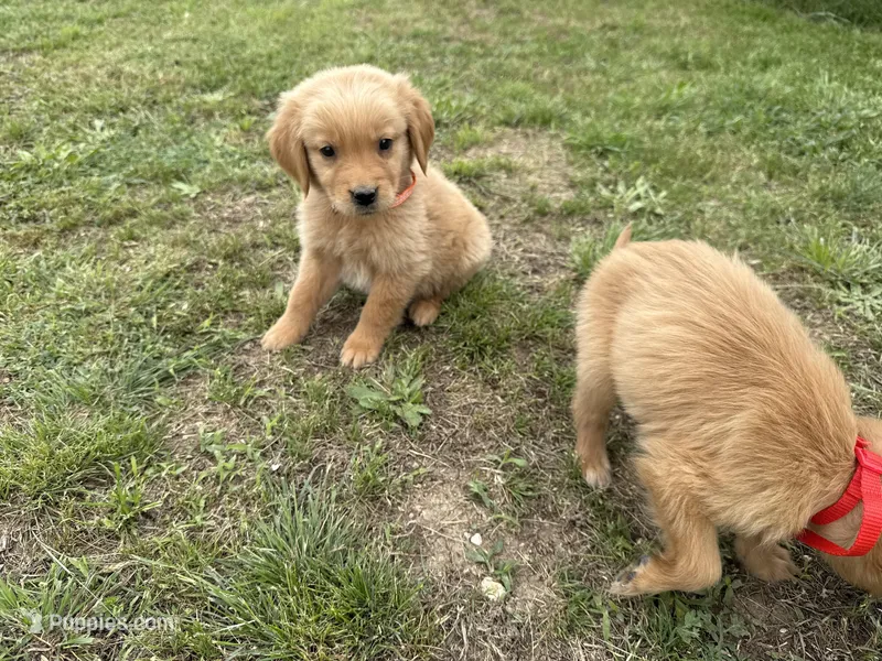 AKC ORANGE COLLAR MALE – Golden Retriever puppy for sale in Cleburne, TX