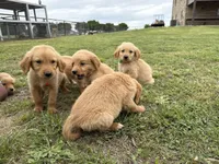 AKC ORANGE COLLAR MALE, a male Golden Retriever for sale in Cleburne, TX – Photo 3 of 4