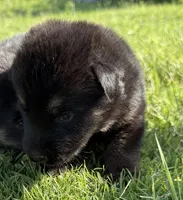 AKC BROWN COLLAR MALE, a male German Shepherd Dog for sale in Cleburne, TX – 1 of 5