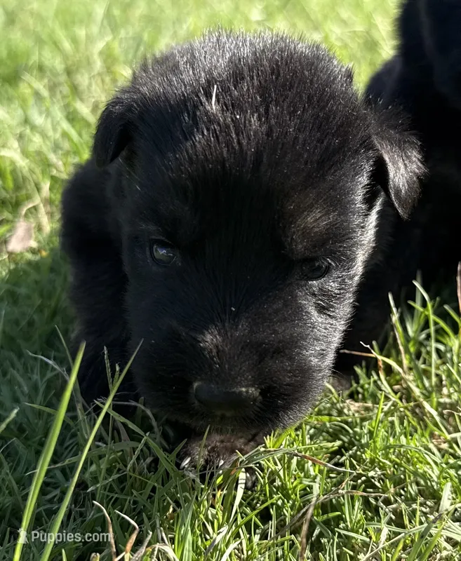 AKC PURPLE COLLAR FEMALE – German Shepherd Dog puppy for sale in Cleburne, TX