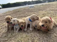 AKC SILVER COLLAR BOY, a male Golden Retriever for sale in Cleburne, TX – 2 of 5