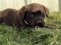AKC NEON GREEN COLLAR CHOCOLATE LAB, a male Labrador Retriever for sale in Cleburne, TX – Photo 3 of 4
