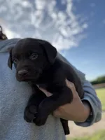 AKC NEON GREEN COLLAR CHOCOLATE LAB, a male Labrador Retriever for sale in Cleburne, TX – Photo 2 of 4