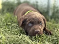 AKC NEON GREEN COLLAR CHOCOLATE LAB, a male Labrador Retriever for sale in Cleburne, TX – Photo 4 of 4