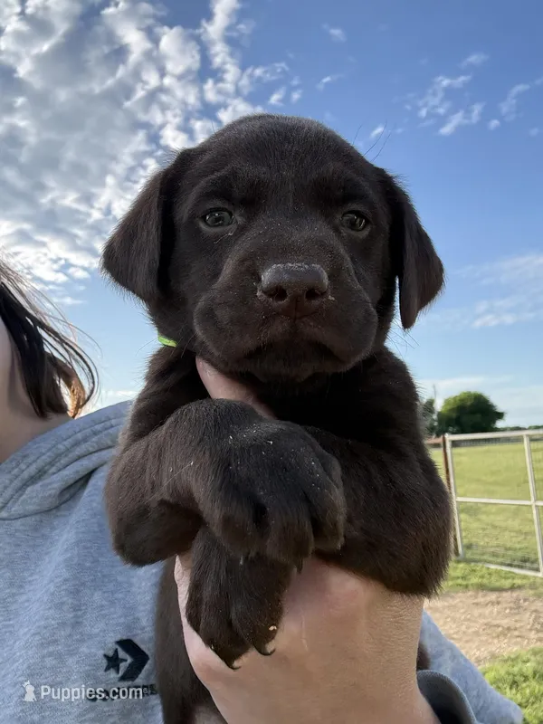 AKC NEON GREEN COLLAR CHOCOLATE LAB – Labrador Retriever puppy for sale in Cleburne, TX