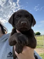 AKC NEON GREEN COLLAR CHOCOLATE LAB, a male Labrador Retriever for sale in Cleburne, TX – Photo 1 of 4