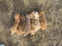 AKC RED COLLAR BOY, a male Golden Retriever for sale in Cleburne, TX – 5 of 5