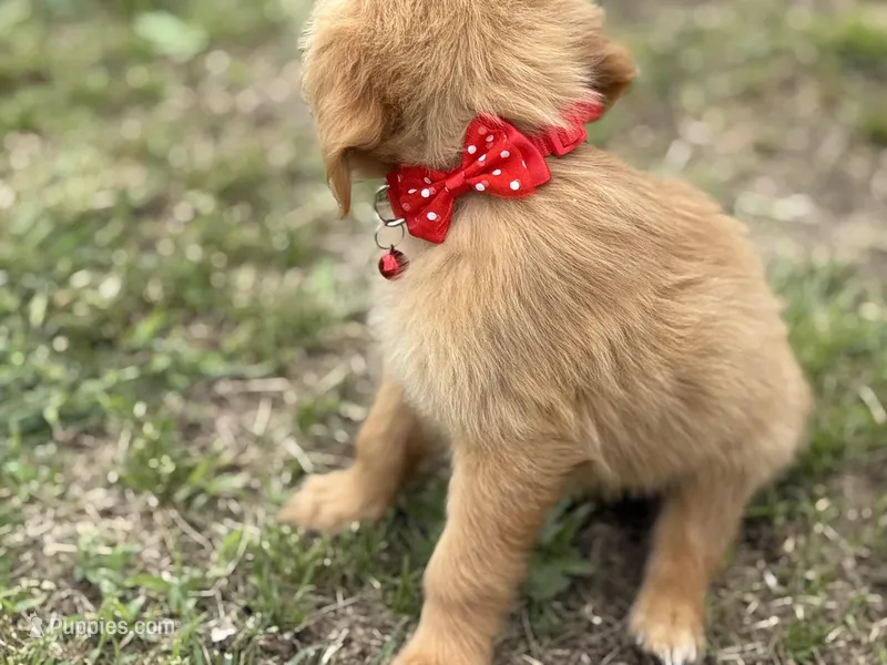 AKC FEMALE RED BOW COLLAR – Golden Retriever puppy for sale in Cleburne, TX