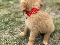 AKC FEMALE RED BOW COLLAR, a female Golden Retriever for sale in Cleburne, TX – Photo 1 of 2