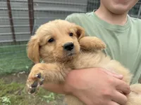AKC FEMALE RED BOW COLLAR, a female Golden Retriever for sale in Cleburne, TX – Photo 2 of 2