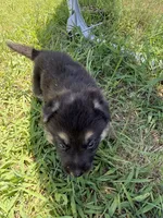 AKC Light Pink Collar Black Sable Girl , a female German Shepherd Dog for sale in Cleburne, TX – 3 of 3