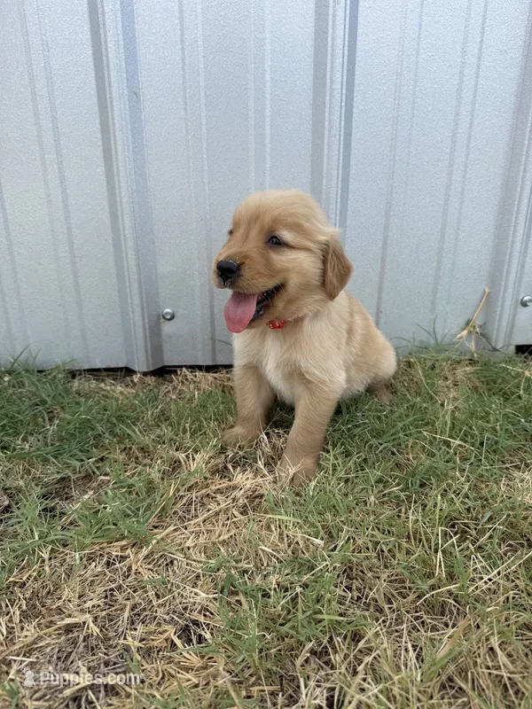 AKC RED COLLAR BOY – Golden Retriever puppy for sale in Cleburne, TX