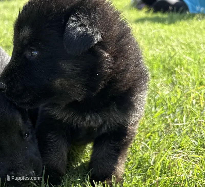 AKC YELLOW COLLAR BOY – German Shepherd Dog puppy for sale in Cleburne, TX