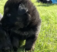 AKC YELLOW COLLAR BOY, a male German Shepherd Dog for sale in Cleburne, TX – 1 of 4