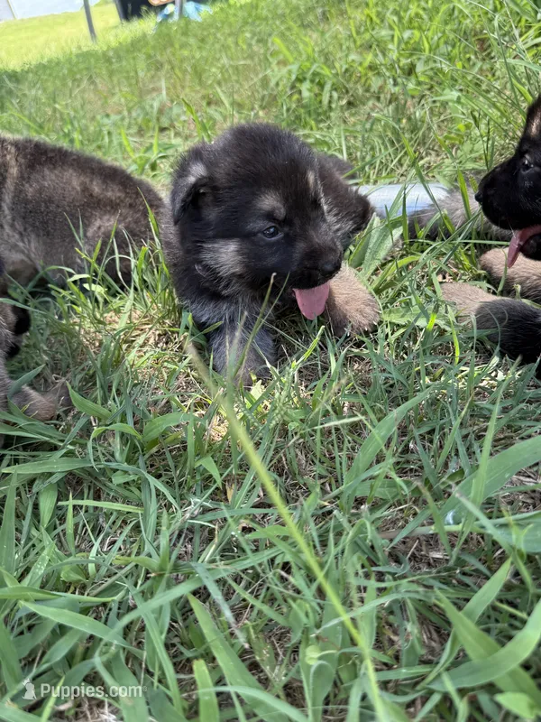 AKC Light Pink Collar Black Sable Girl  – German Shepherd Dog puppy for sale in Cleburne, TX