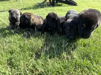 AKC GREEN COLLAR BOY, a male German Shepherd Dog for sale in Cleburne, TX – 2 of 4
