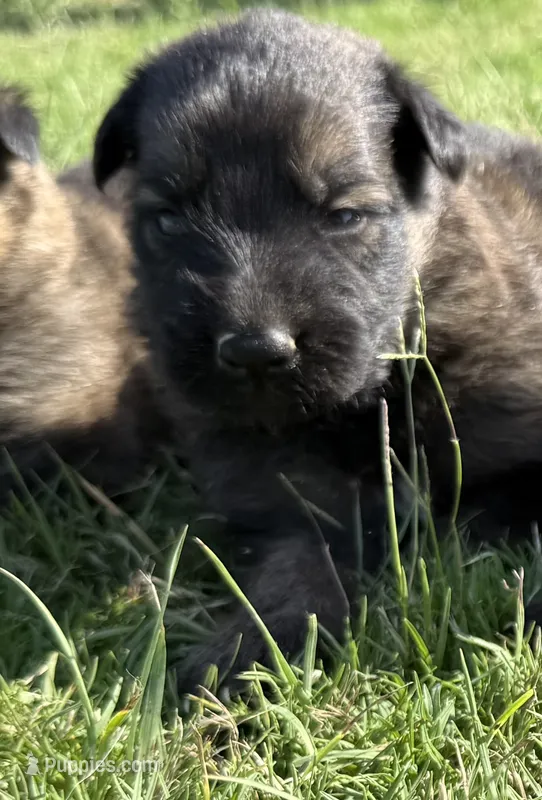 AKC BLUE COLLAR BOY – German Shepherd Dog puppy for sale in Cleburne, TX