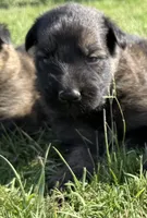 AKC BLUE COLLAR BOY, a male German Shepherd Dog for sale in Cleburne, TX – 1 of 6