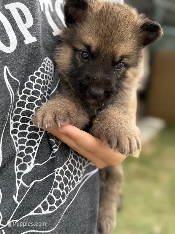 AKC Yellow Collar Sable Male  – German Shepherd Dog puppy for sale in Cleburne, TX